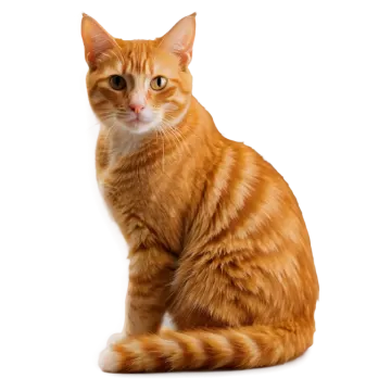 an orange cat sitting on a white surface