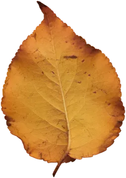 a yellow leaf on a white background