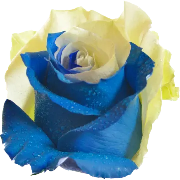 a blue rose with water droplets on it