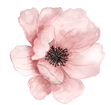 a pink flower on a white background