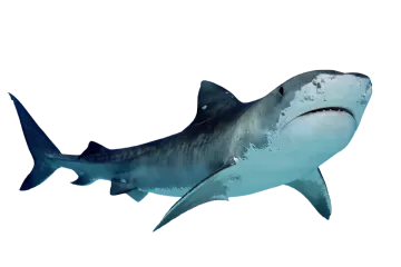 a great white shark swimming in the ocean