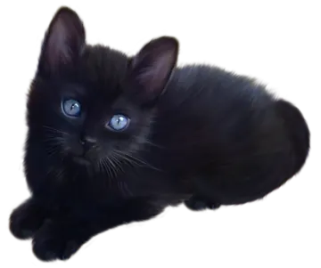 a black kitten with blue eyes laying down