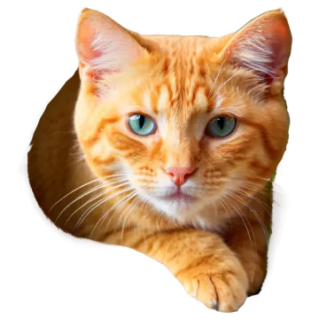 a close up of a cat looking at the camera