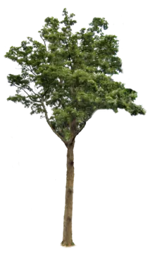 a tree with no leaves on it