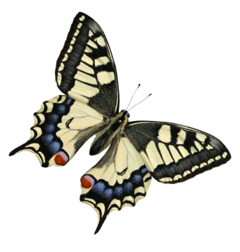 a black and white butterfly with red spots