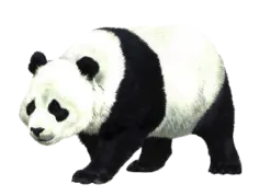 a panda bear walking across a white surface