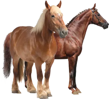 two brown horses standing next to each other horses