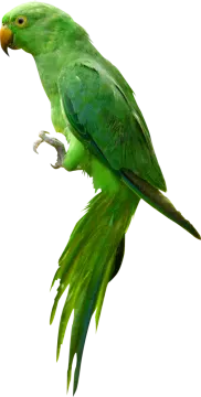 a green parrot perched on top of a branch