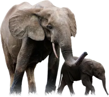 a baby elephant standing next to an adult elephant