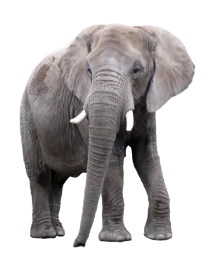 an elephant standing in front of a white background