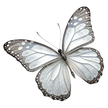 a white butterfly with black and white wings