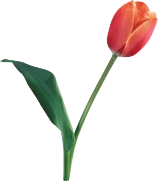 a single red tulip on a white background