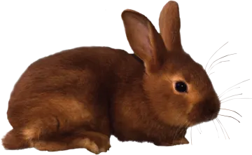 a brown rabbit laying down on a white surface