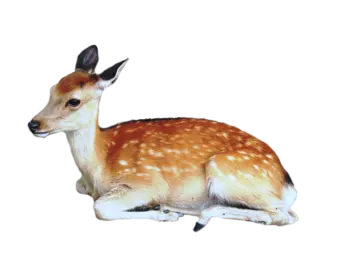 a small deer laying down on the ground