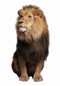 an adult male lion sitting on a white background