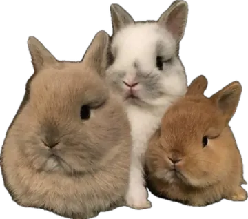 three small rabbits sitting next to each other animals