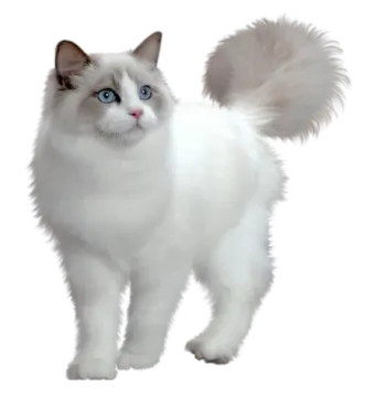 a white cat with blue eyes and tail