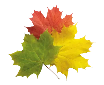two maple leaves in different colors