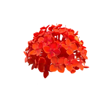 a bunch of red flowers on a white background