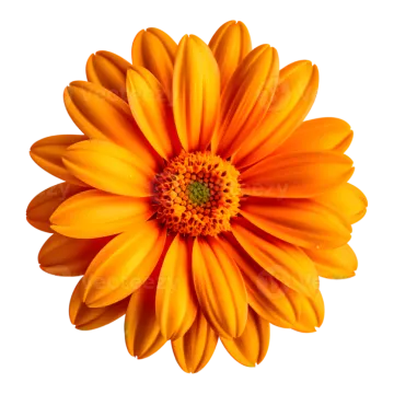 an orange flower on a white background