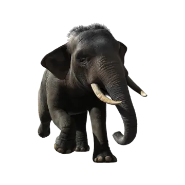 an elephant standing in front of a white background