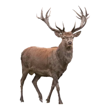 a red deer walking on a white background