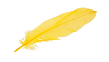 a yellow feather on a white background