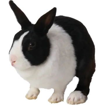 black and white rabbit