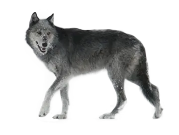 a wolf standing in front of a white background