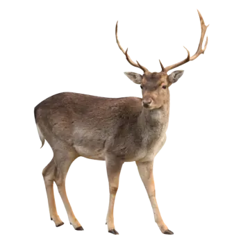a deer standing in front of a white background