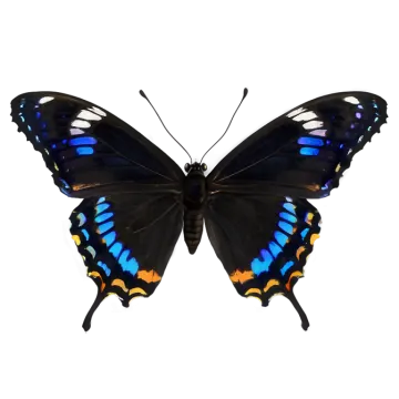a black and blue butterfly on a white background