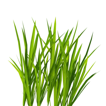 a bunch of grass on a white background