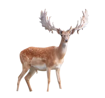 a deer standing in front of a white background