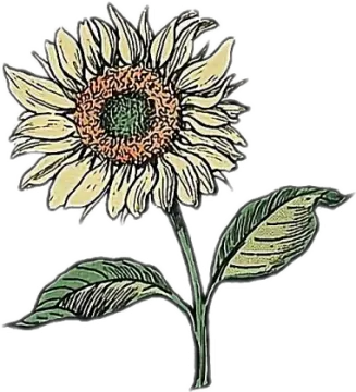 a drawing of a sunflower