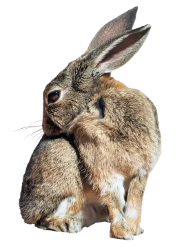 a brown rabbit sitting on top of a white surface