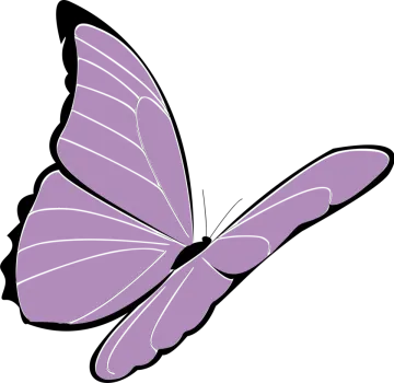 a purple butterfly on white background