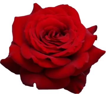 a red rose on a white background
