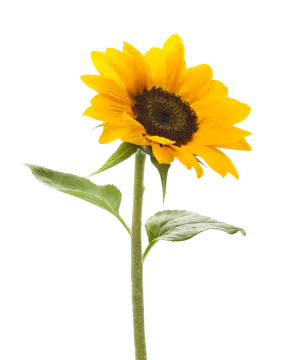 a single sunflower on a white background