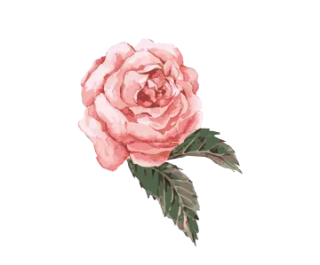 a pink rose on a white background