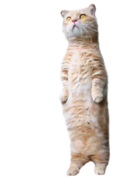 an orange cat standing on its hinds
