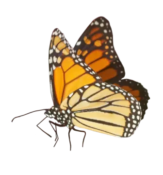 a monarch butterfly on a white background