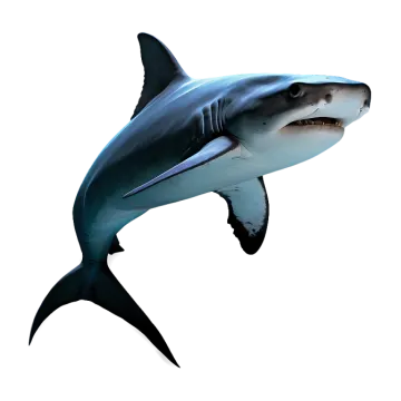 a drawing of a great white shark