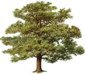 a drawing of a tree with green leaves