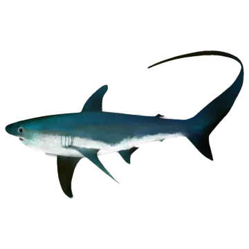 an illustration of a great white shark