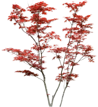 a red maple tree on a white background