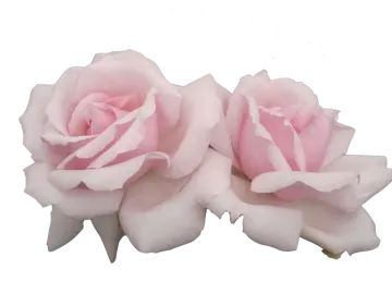 two pink roses on a white background