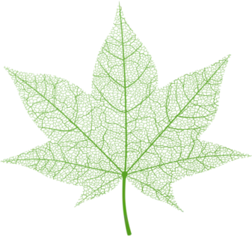 an image of a green leaf