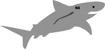 a shark silhouetted on a white background