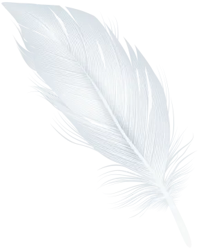 a feather on a white background