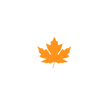 a maple leaf on a white background